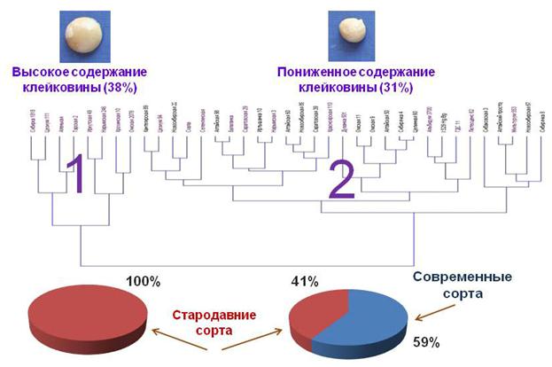 109_Пшеничникова