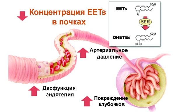 http://www.bionet.nsc.ru/files/2014/nauka/vajneyshie-rezultaty/13.jpg