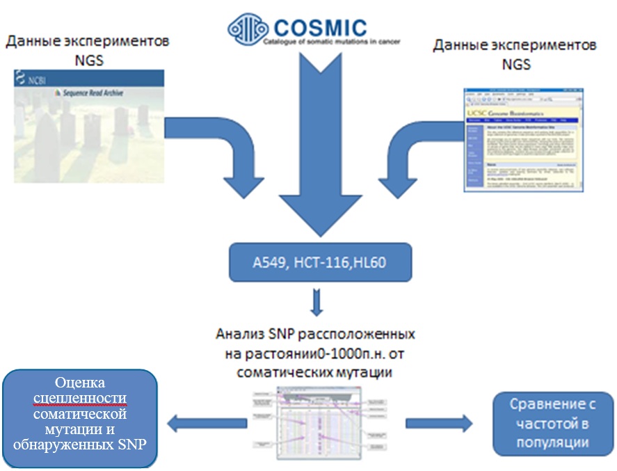 http://www.bionet.nsc.ru/files/2014/nauka/vajneyshie-rezultaty/35.jpg