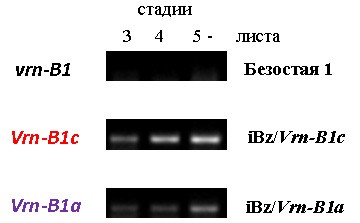 http://www.bionet.nsc.ru/files/2014/nauka/vajneyshie-rezultaty/45.jpg