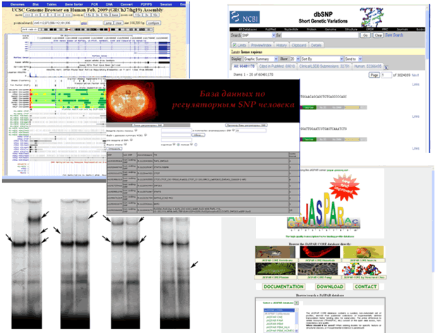 http://www.bionet.nsc.ru/images/important/SNPs.gif