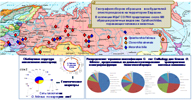 http://www.bionet.nsc.ru/files/2013/nauka/result/clip_image013.gif