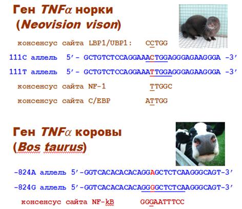 http://www.bionet.nsc.ru/files/2013/nauka/result/clip_image126.jpg
