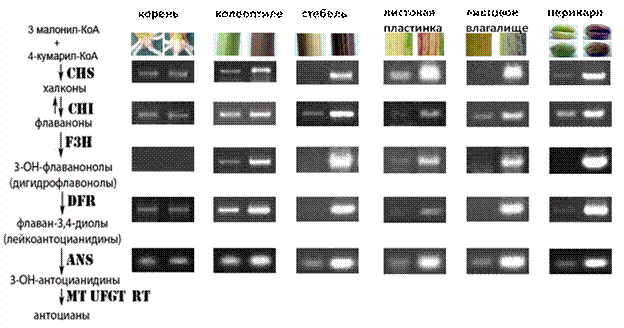 http://www.bionet.nsc.ru/files/2013/nauka/result/clip_image188.gif