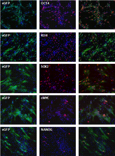 http://www.bionet.nsc.ru/files/2013/nauka/result/clip_image200.gif