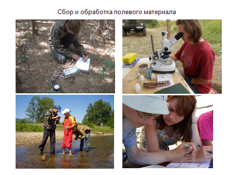 http://www.bionet.nsc.ru/files/2013/nauka/result/clip_image242.gif