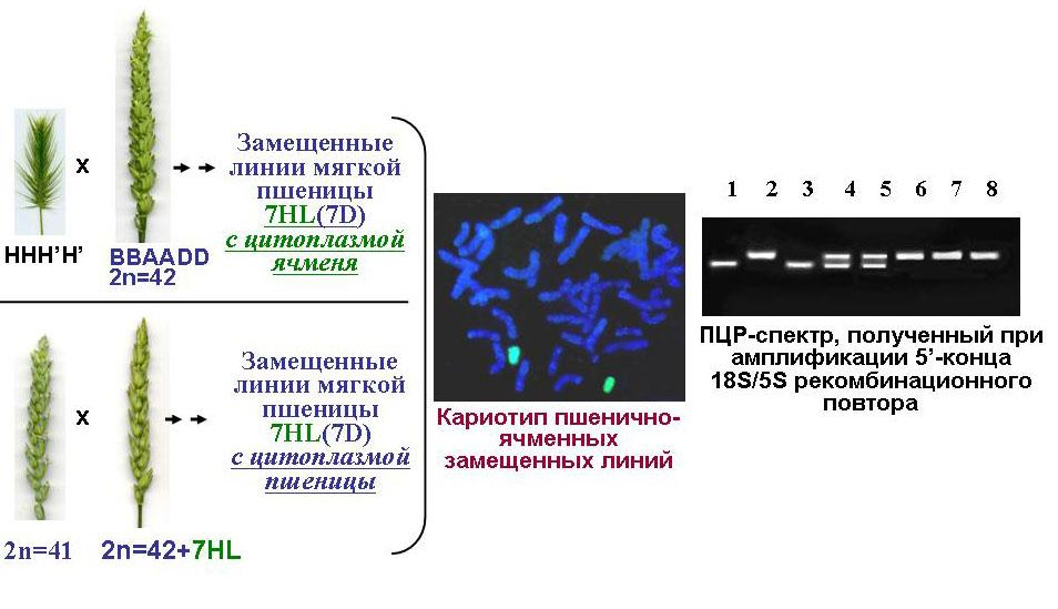 http://www.bionet.nsc.ru/images/important/06.png