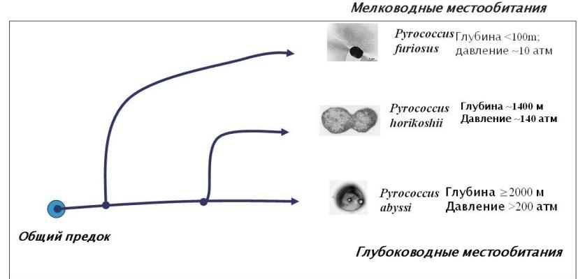 http://www.bionet.nsc.ru/images/important/14.png