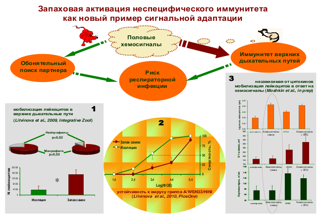 http://www.bionet.nsc.ru/images/important/55.png