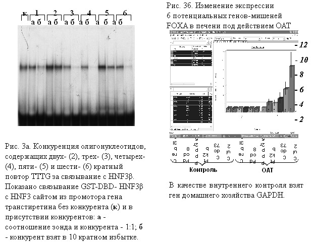 http://www.bionet.nsc.ru/images/important/picture3.jpg