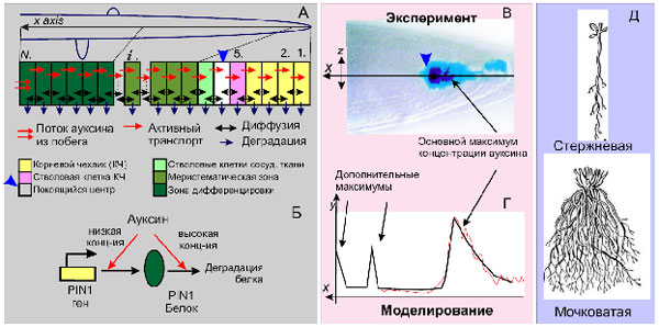 http://www.bionet.nsc.ru/images/important/picture7.jpg