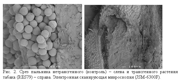 http://www.bionet.nsc.ru/images/important/result2002_p2.jpg