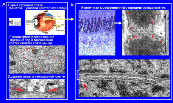 http://www.bionet.nsc.ru/images/important/index_clip_image006_0003.gif