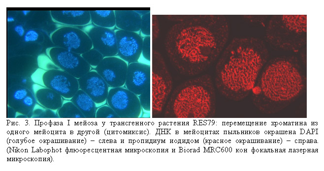 http://www.bionet.nsc.ru/images/important/result2002_p3.jpg