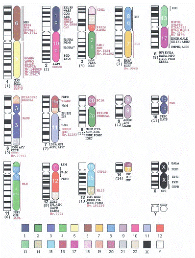 http://www.bionet.nsc.ru/images/important/result2006_013.gif