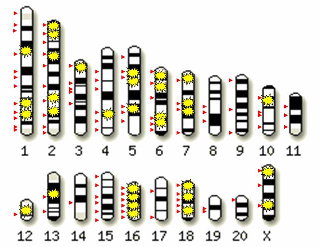 http://www.bionet.nsc.ru/images/important/result2006_026.jpg