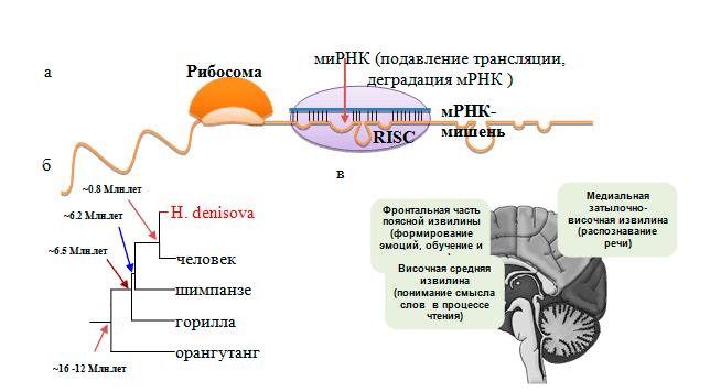 http://www.bionet.nsc.ru/files/2013/nauka/result/clip_image052.gif