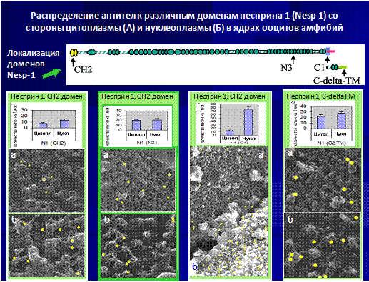 http://www.bionet.nsc.ru/files/2013/nauka/result/clip_image102.gif