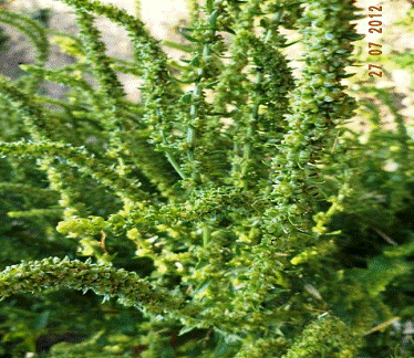 http://www.bionet.nsc.ru/files/2013/nauka/result/clip_image190.gif