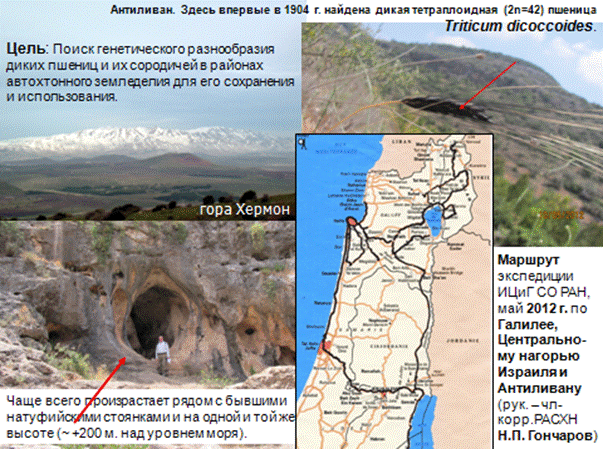 http://www.bionet.nsc.ru/files/2013/nauka/result/clip_image236.gif